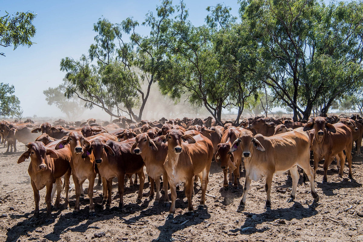 Getting started with HerdFlow