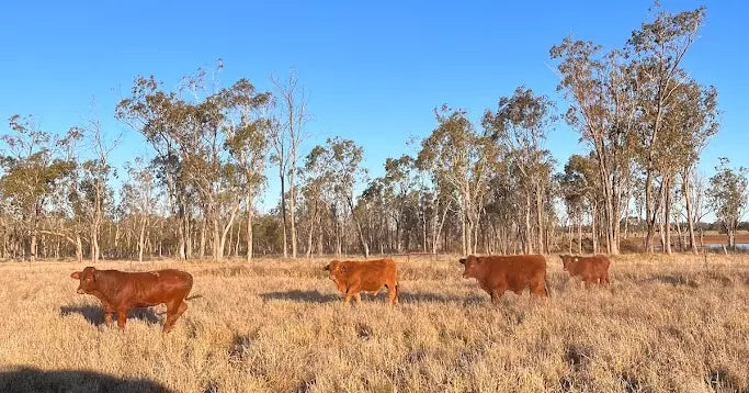 Effectively Addressing Feed Efficiency