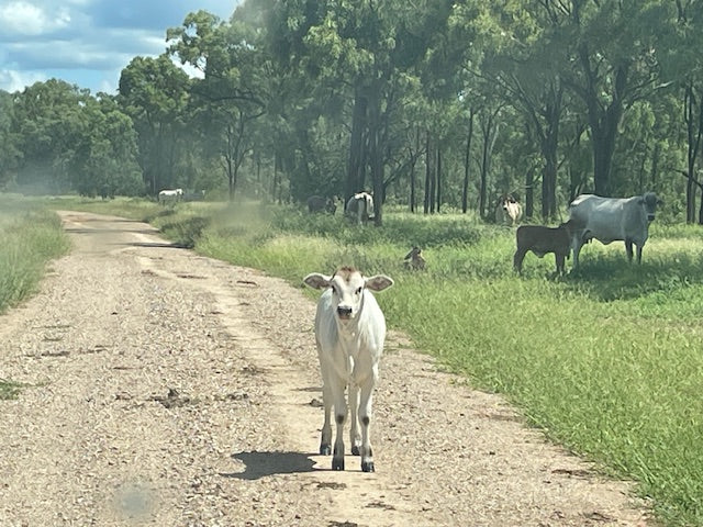 Is AI economical for commercial breeding herds?