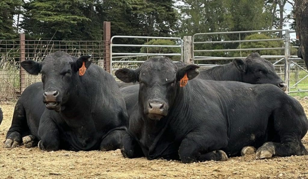 How much does feeding bulls before sales cost the beef industry?